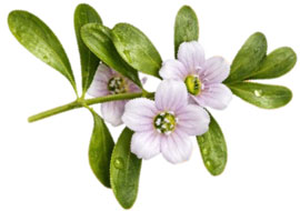 Herba Bacopa Monnieri Penguat Minda
