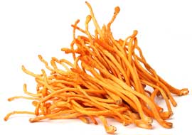 Cendawan Cordyceps Militaris Gred Perubatan